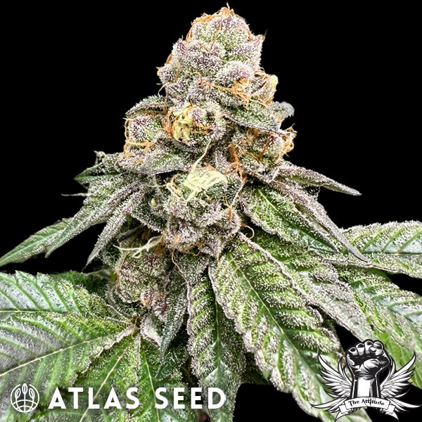 Atlas Seed Gorilla Burger - Feminized