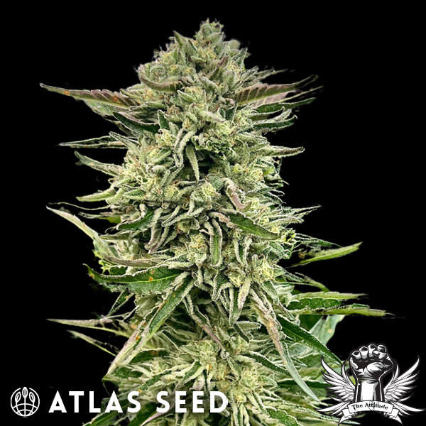 Atlas Seed Gorilla Guava - Feminized