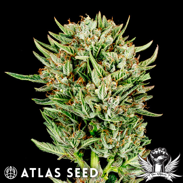Atlas Seed Gummibears Auto - Feminized