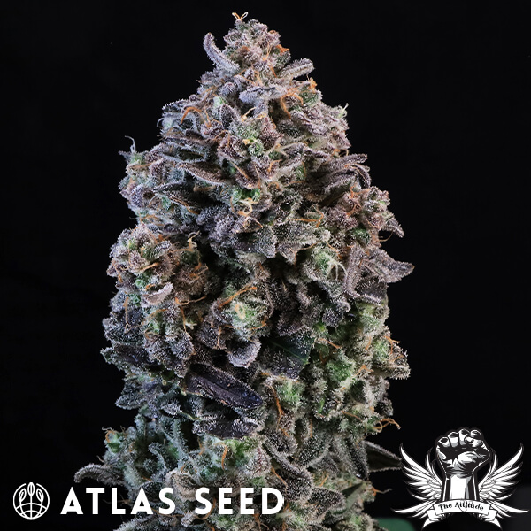 Atlas Seed Mendo Breath Auto - Feminized