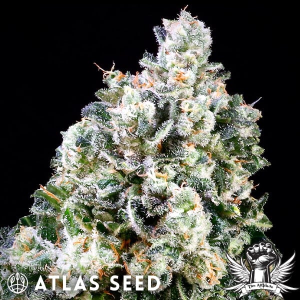 Atlas Seed Papaya Candy - Feminized
