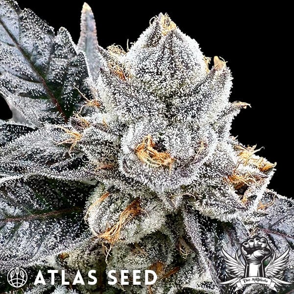 Atlas Seed Platinum Lemon Cherry Gelato AKA Platinum LCG - Feminized