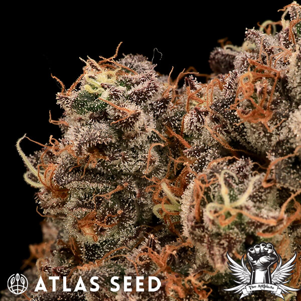Atlas Seed Sour Cherry Diesel - Feminized