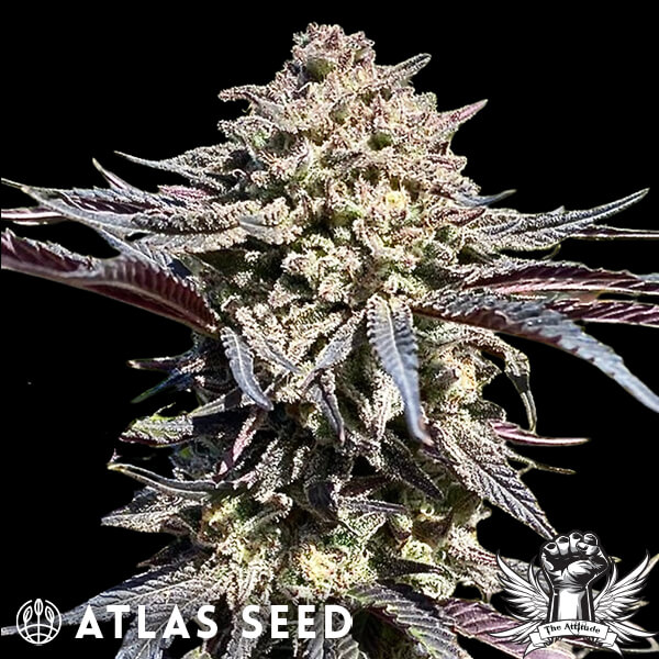 Atlas Seed Super Banana Runtz - Feminized