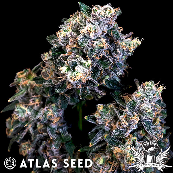 Atlas Seed Super Sour Runtz - Feminized