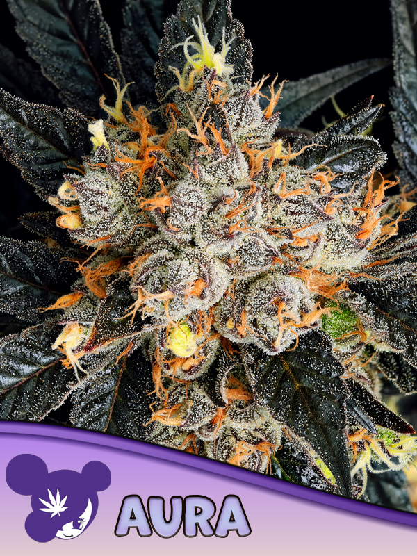 Anesia Seeds - Aura Feminized