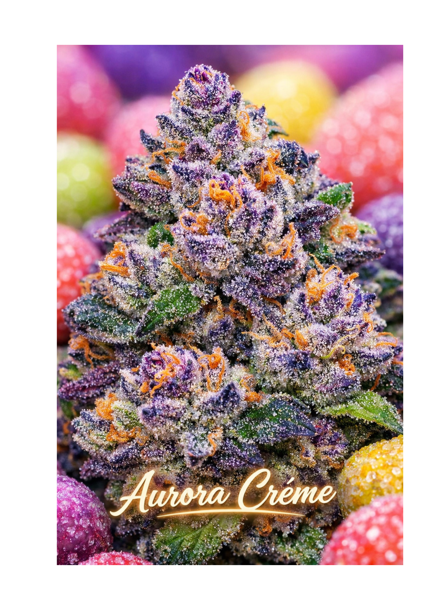 Platinum Reserve - Aurora Crème Feminized