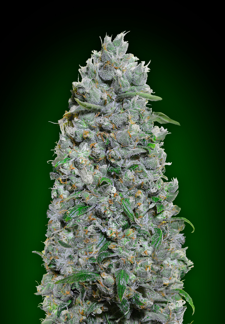 OO Seeds - Auto Afghan Mass XXL - Feminized