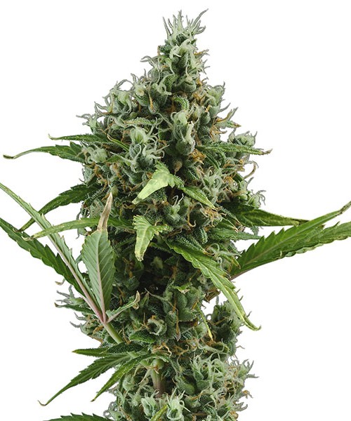 CBD Seeds Auto Amnesia Feminised CBD Seeds Auto Amnesia Feminised