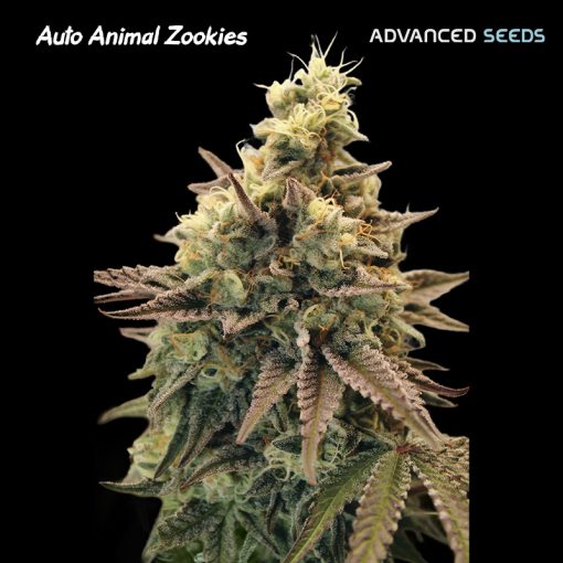Advanced Seeds - Auto Animal Zookies - Feminised Advanced Seeds - Auto Animal Zookies - Feminised
