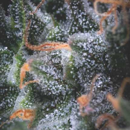 Pyramid Seeds - Auto Black Cherry Punch USA Range Feminized