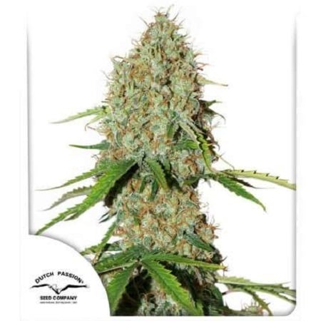 Auto Brooklyn Sunrise® - Feminized - Dutch Passion