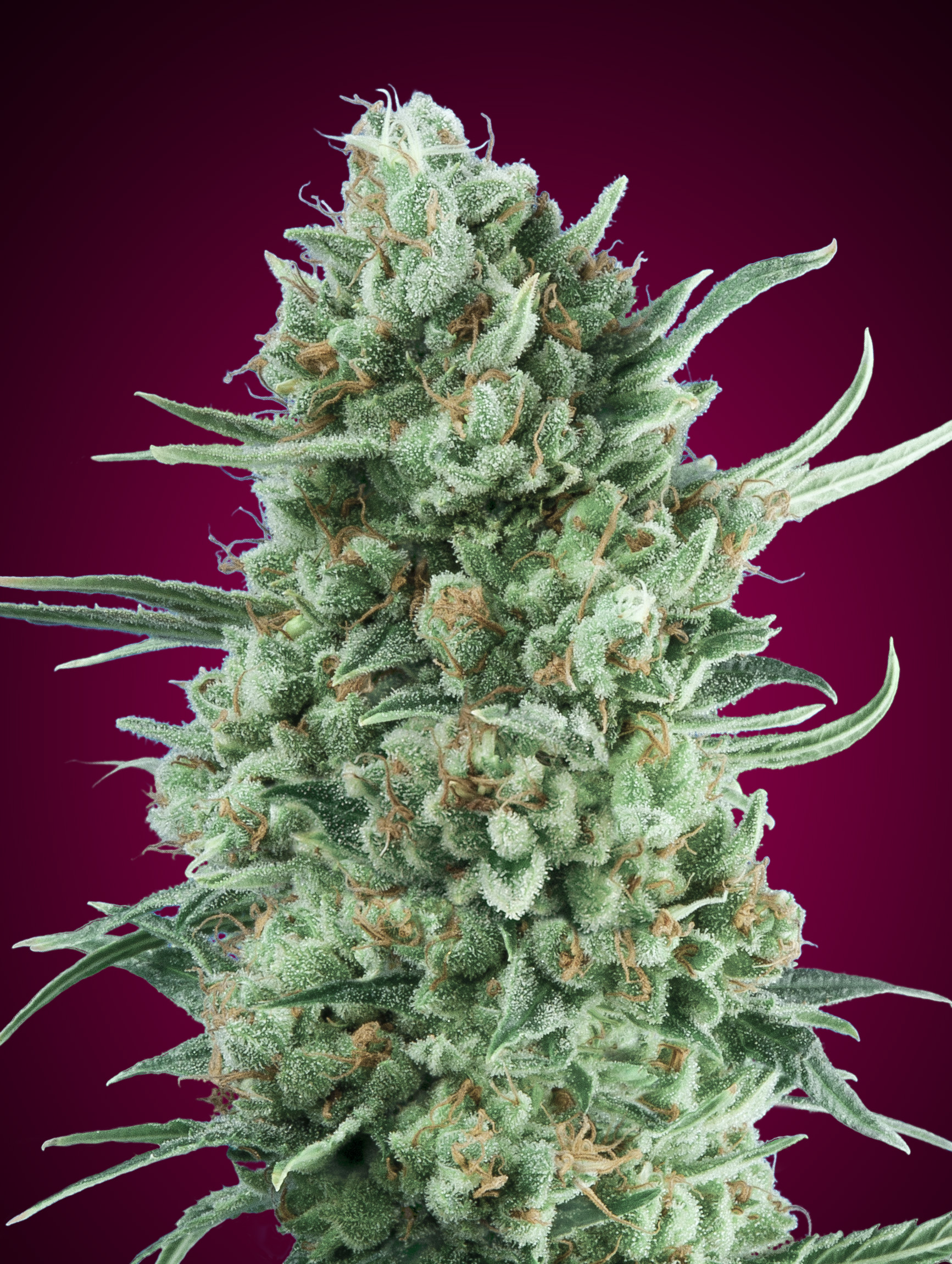 OO Seeds - Auto Bubblegum XXL - Feminized