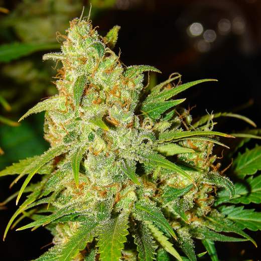 Nirvana Seeds - Auto Bubblelicious – Feminized 
