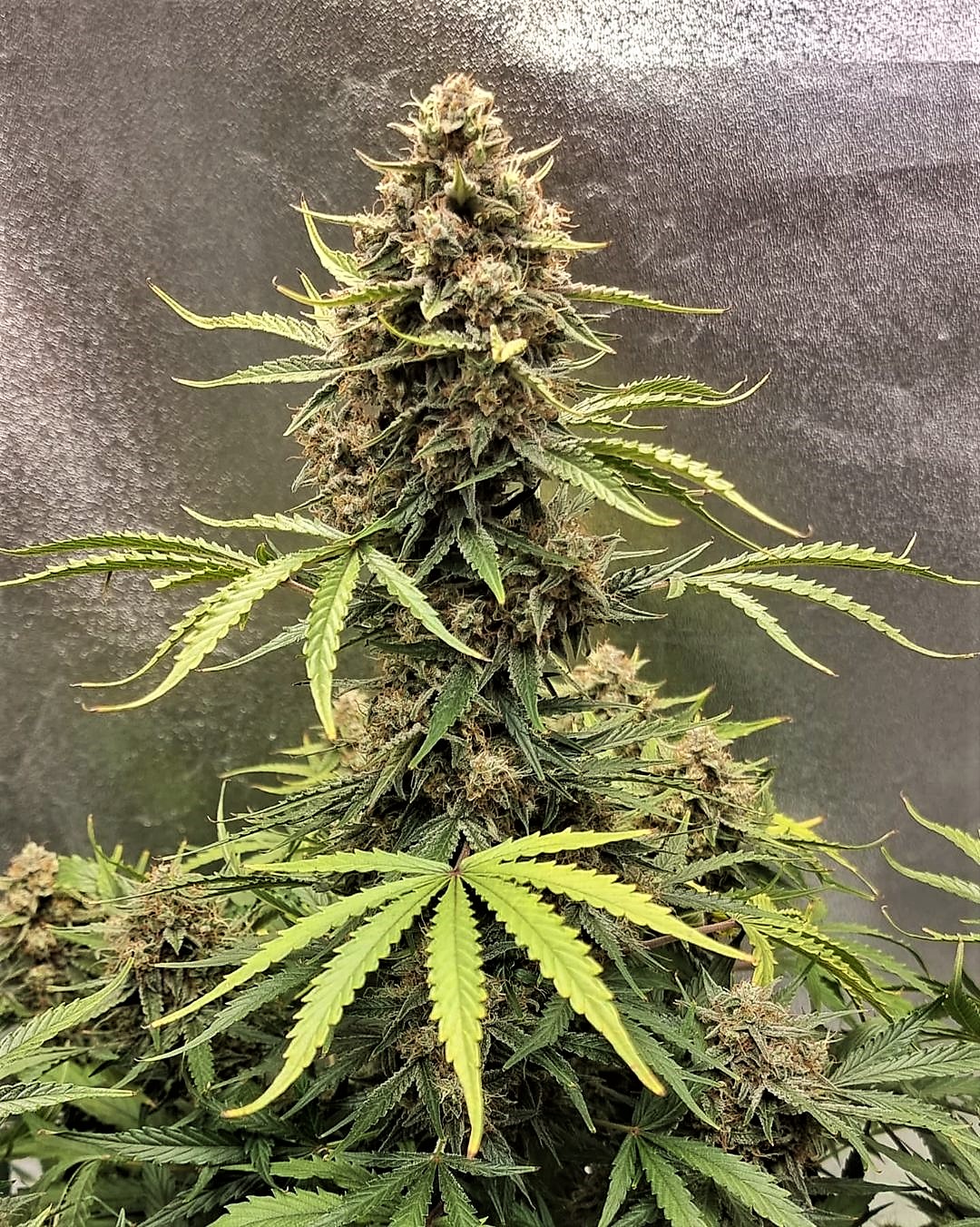 Top Shelf Elite Seeds - Auto Cookie Breath Feminized