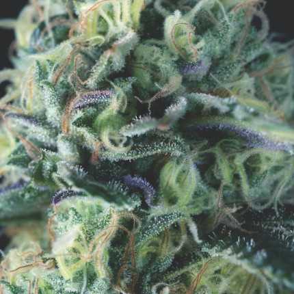 Pyramid Seeds - Auto Cookies USA Range Feminized