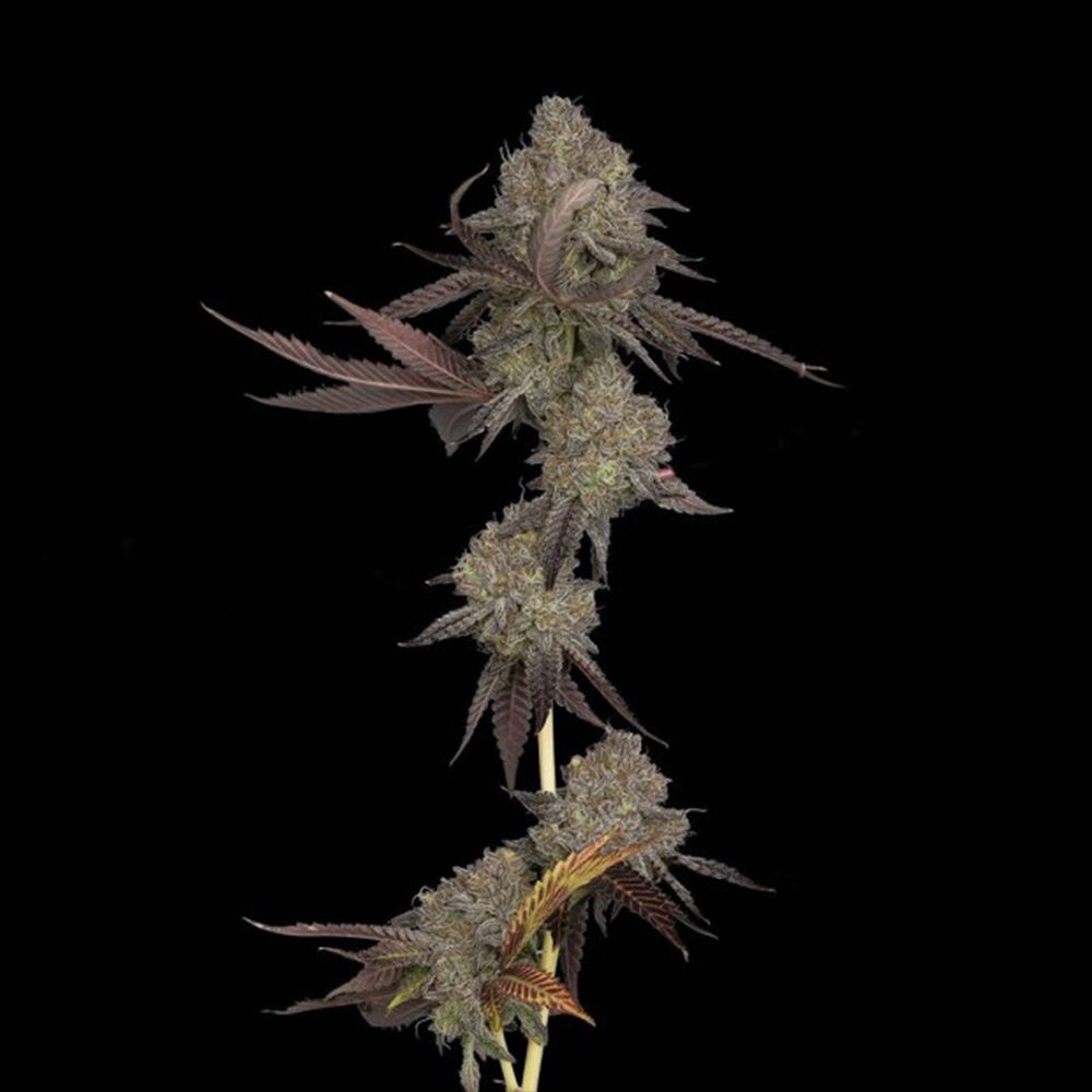 DNA Genetics - Auto DNA Cake