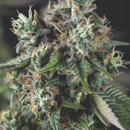 Pyramid Seeds - Auto Do-Si-Dos USA Range Feminized