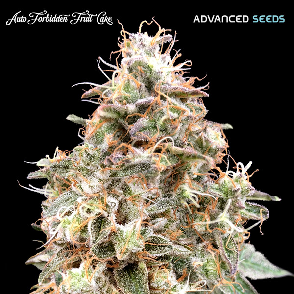 Advanced Seeds - Auto Forbidden Fruit Cake - Feminised