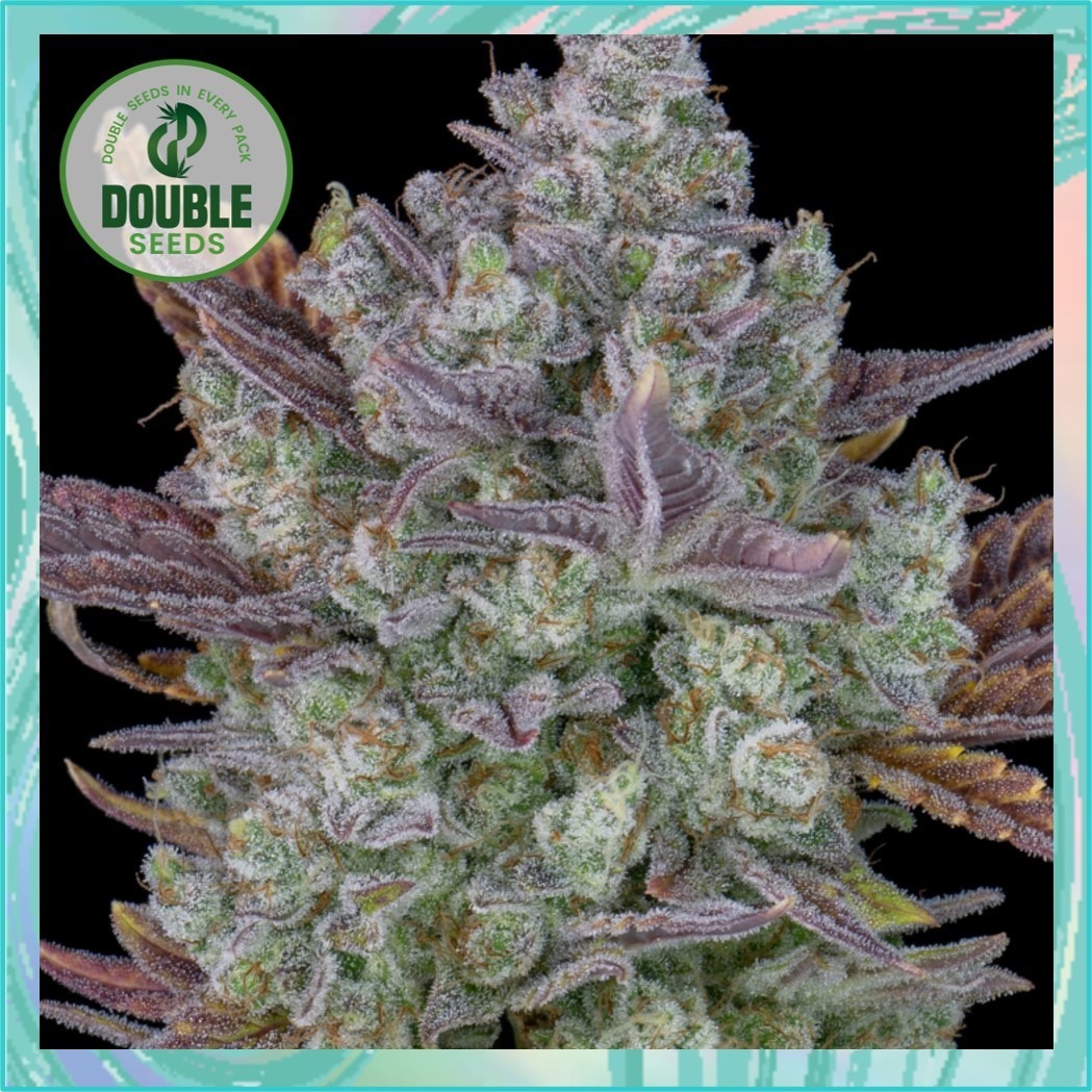 Double Seeds - Auto Gorilla Cookies Feminized 