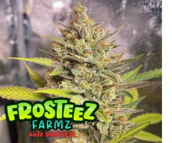 Auto PopTartz - Feminized - Frosteez Farms Seeds       