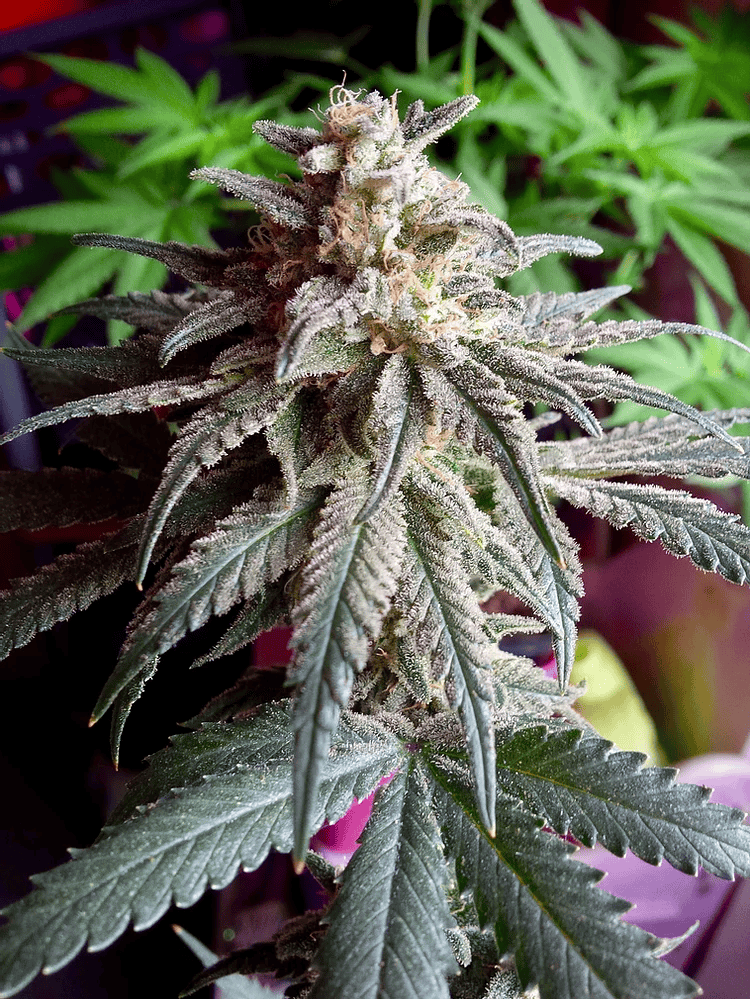 Critical Mass Collective - Auto Purple Dawg Mass Feminized Critical Mass Collective - Auto Purple Dawg Mass Feminized