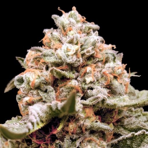 OO Seeds - Auto Rainbow Mints - Feminized