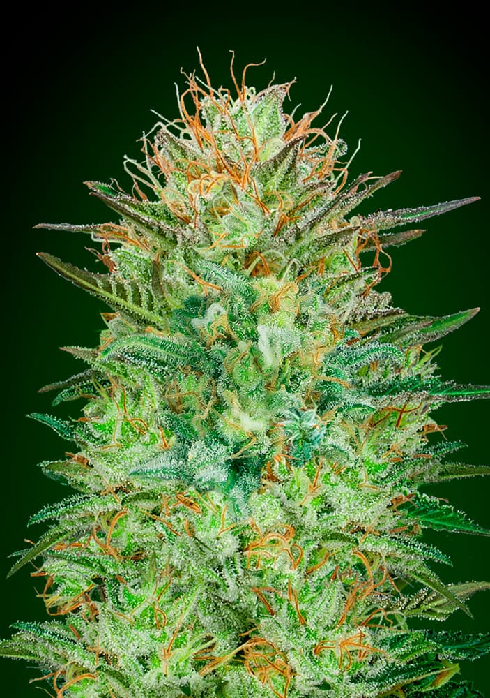 OO Seeds - Auto Sweet Critical - Feminized