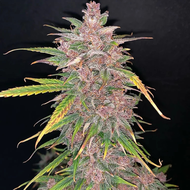 Top Shelf Elite Seeds - Auto Blueberry Sugar Pine Feminised