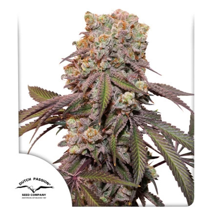 Dutch Passion Seeds - Auto Candy Bubatz XL Dutch Passion Seeds - Auto Candy Bubatz XL