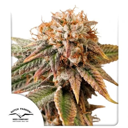 Dutch Passion Seeds - Auto Kingston Punch Feminized