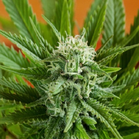 G13 Labs Seeds Auto Pineapple Express Feminized