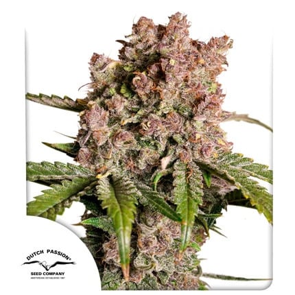 Dutch Passion Seeds - Auto Strawberry Soda Feminized