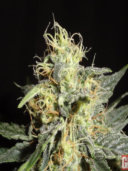 Green Label Seeds Automatic Mary Feminized