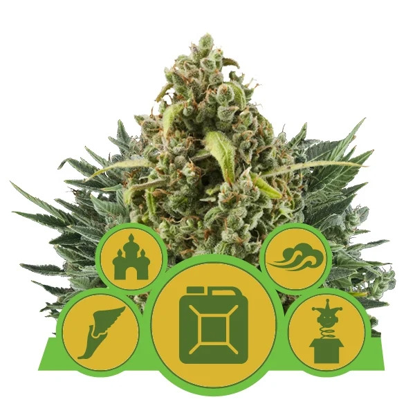 Royal Queen Seeds - Automatic Mix Feminised Royal Queen Seeds - Automatic Mix Feminised