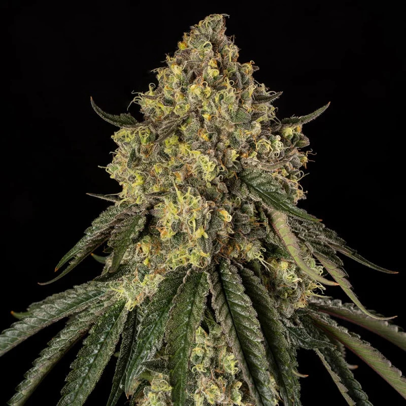 Silent Seeds - B-52 - Feminized