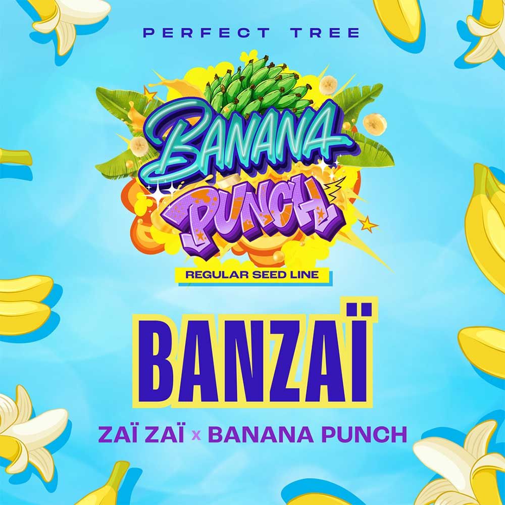 Perfect Tree Seeds - Banzaï - Regular Perfect Tree Seeds - Banzaï - Regular