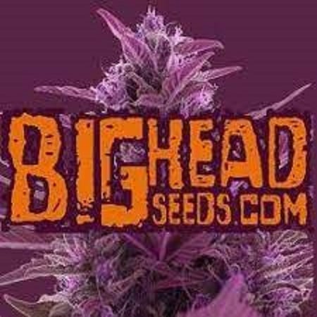 Blueberry Crystal Gelato - Feminized - Big Head Seeds