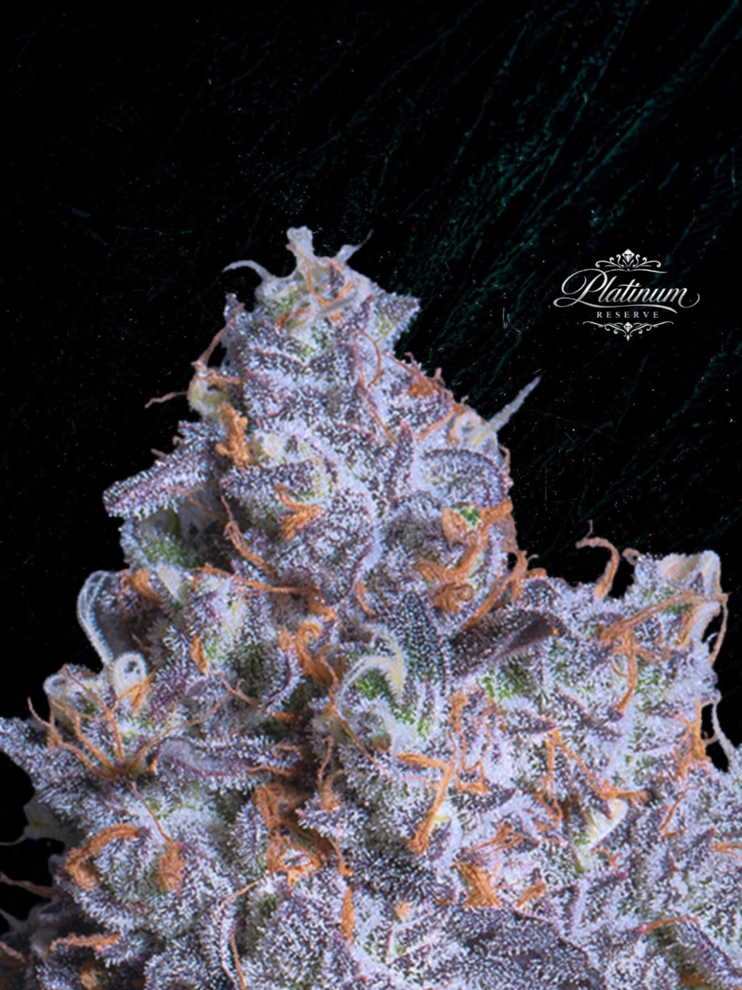 Platinum Reserve - Black Cherry Noir Feminized