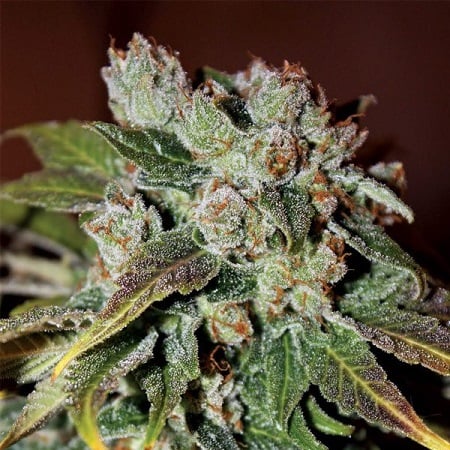 Auto Blueberry Banana - Feminized - Anesia Seeds