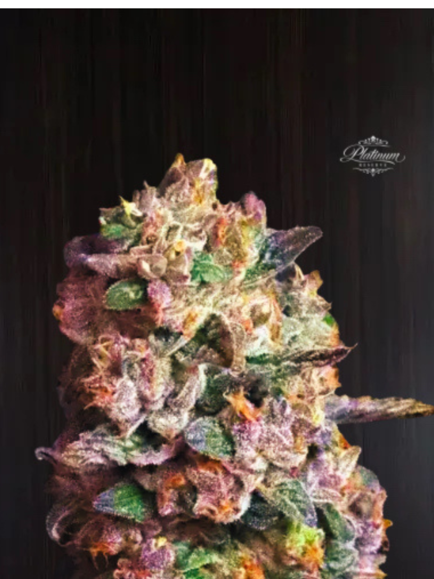 Platinum Reserve - Blush Sorbet Feminized