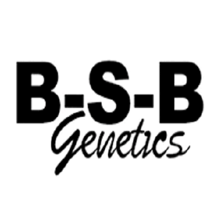 Purple Berry Punch - Feminized - BSB Genetics