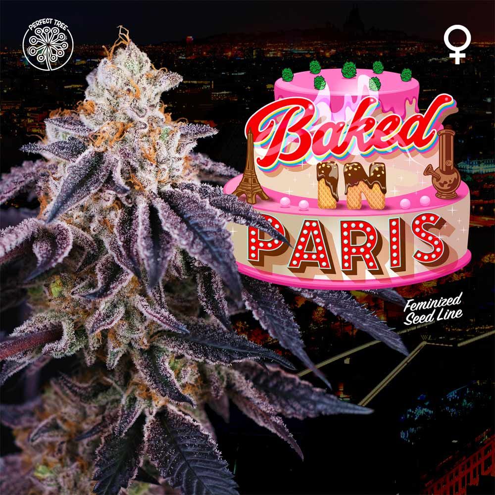 Perfect Tree Seeds - Baked in Paris - Feminized Perfect Tree Seeds - Baked in Paris - Feminized
