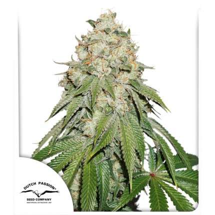 Dutch Passion Seeds - Banana Blaze - Feminized