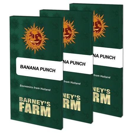 Banana Punch - Feminized - Barney's Farm
