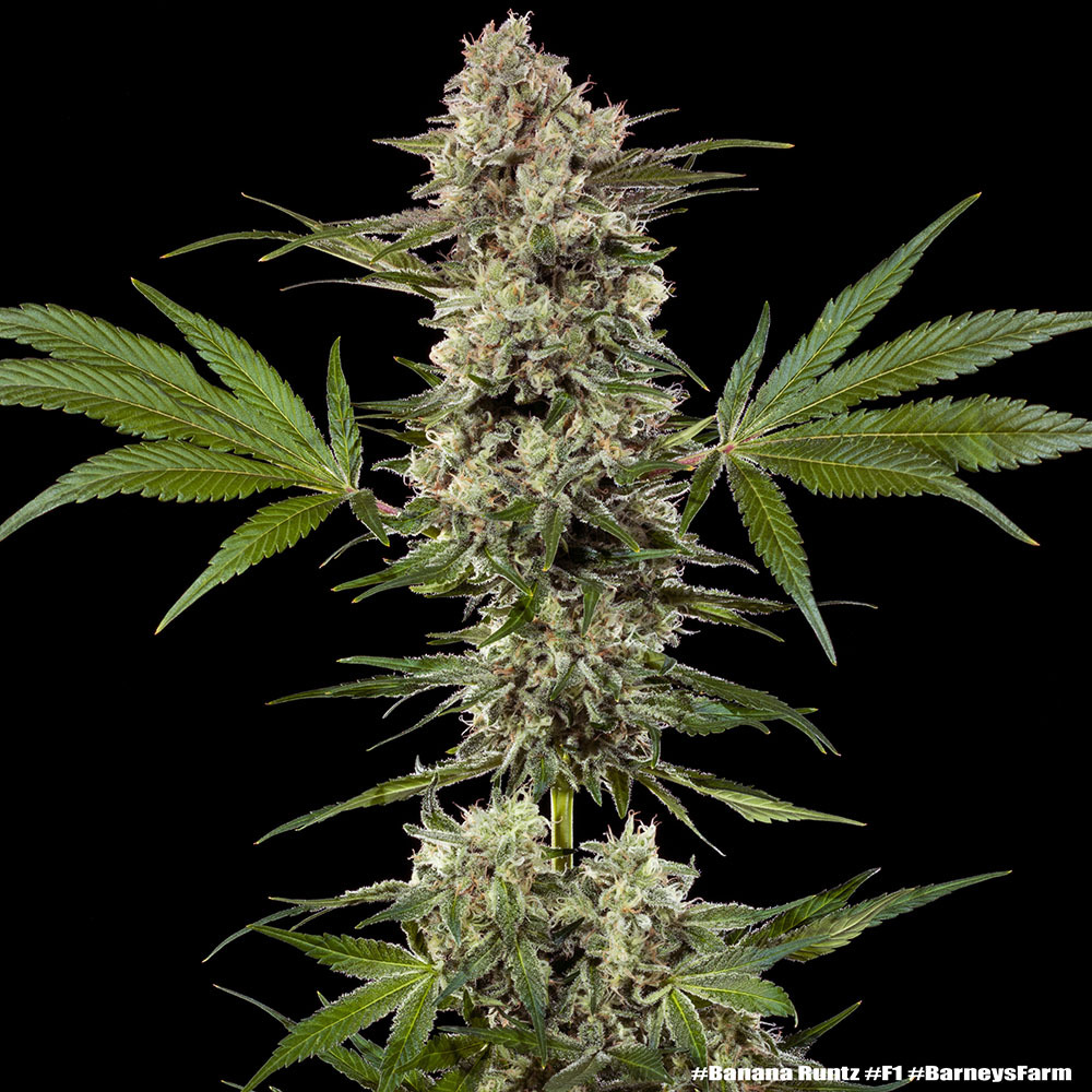 Barney's Farm Seeds - Banana Runtz F1 - Feminized
