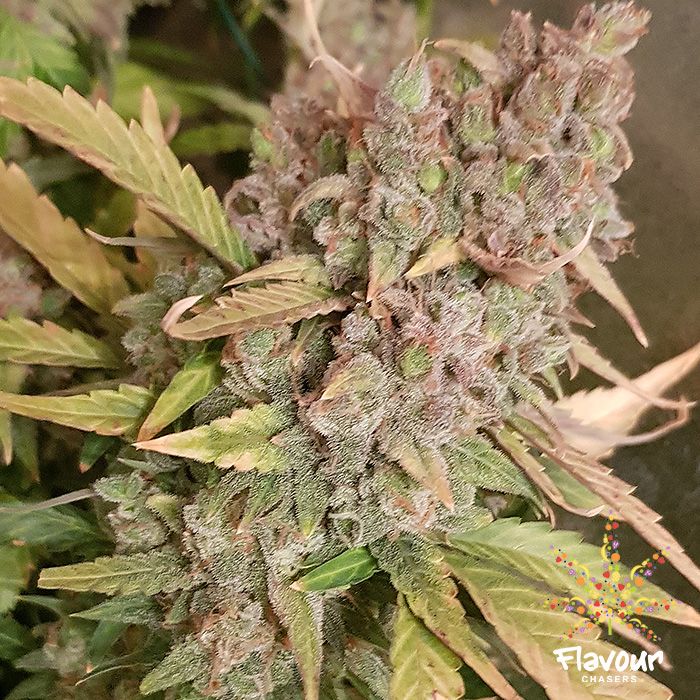 Flavour Chasers Seeds - Banana Zkittlez - Feminized Flavour Chasers Seeds - Banana Zkittlez - Feminized