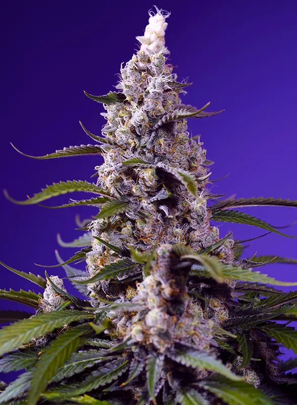 Sweet Seeds - Banana Cream Cake XL Auto - Feminized