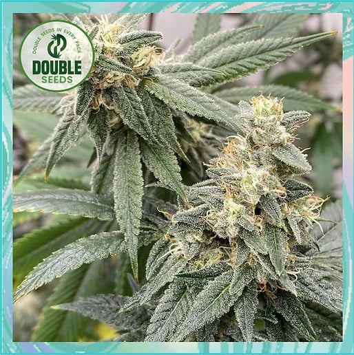 Double Seeds - Banana Glue - Feminized 