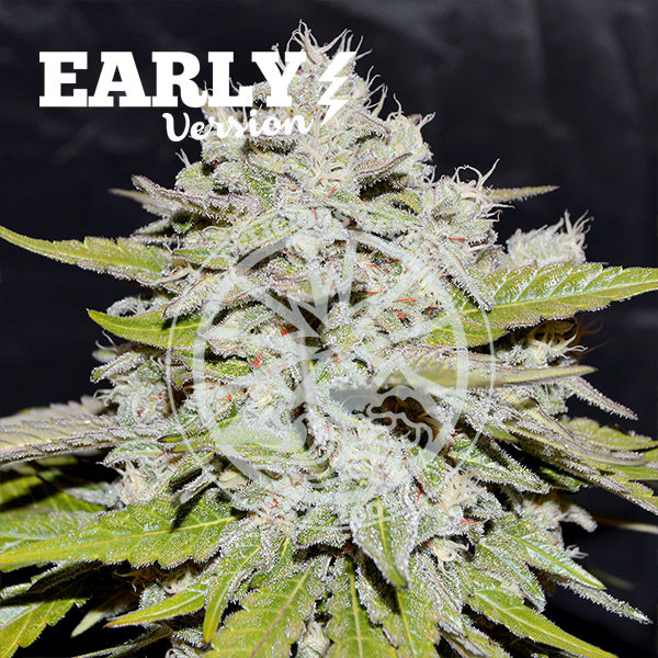 Delicious Seeds - Bay Burger Early Version - Feminised Delicious Seeds - Bay Burger Early Version - Feminised